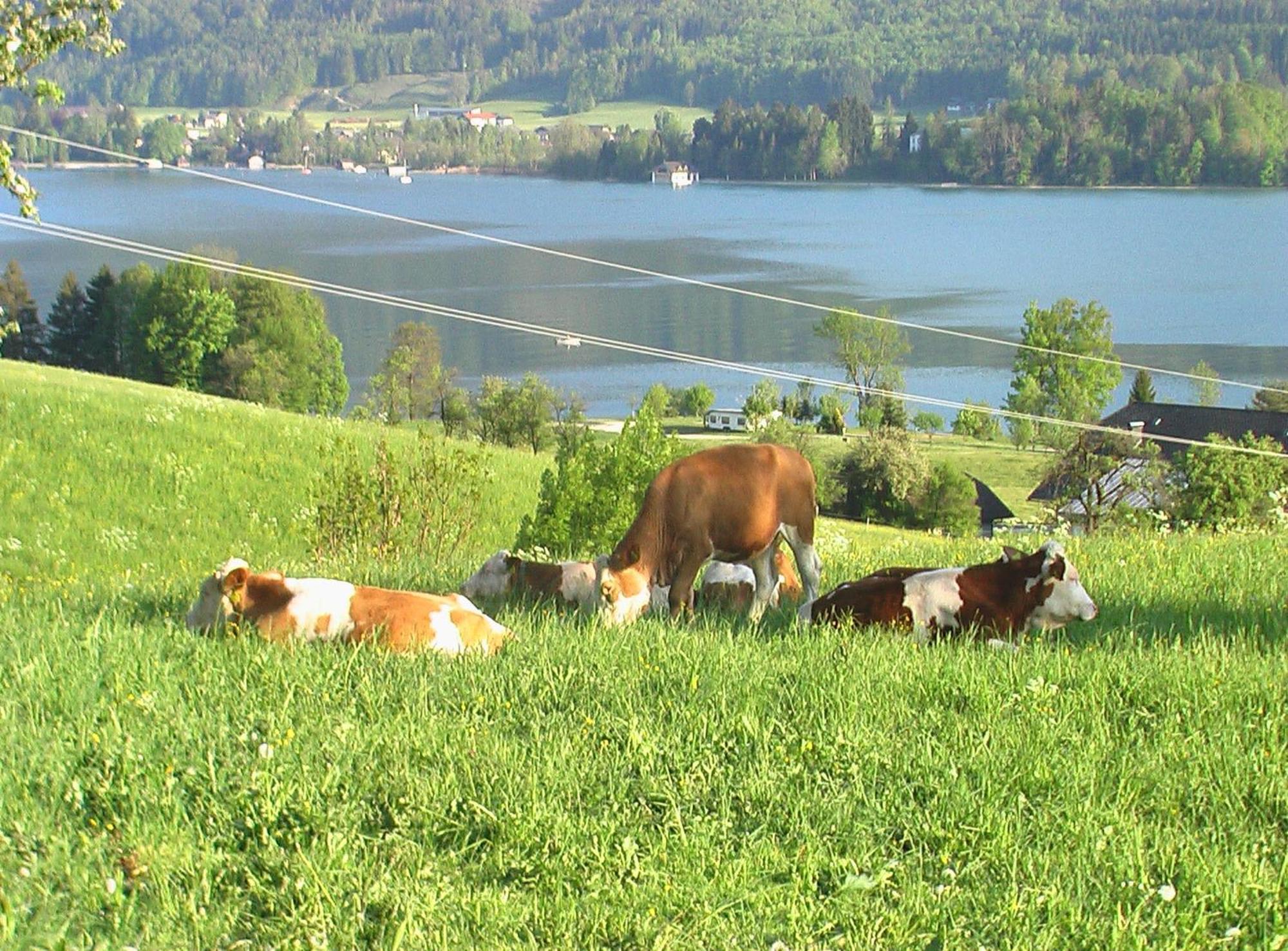 Bed and Breakfast Hauslhof Saint Wolfgang Esterno foto