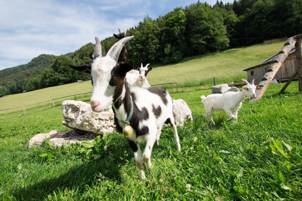 Bed and Breakfast Hauslhof Saint Wolfgang Esterno foto